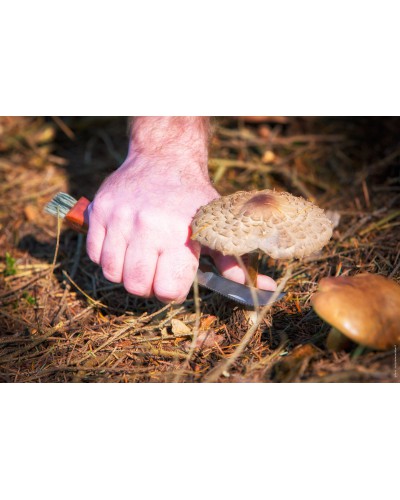 COUTEAU A CHAMPIGNONS CAO OUTDOOR